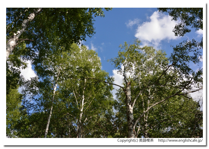 忠烈布ダムと自然公園、ふうれん望湖台自然公園の散策路から見上げる木々と青空（北海道名寄市）