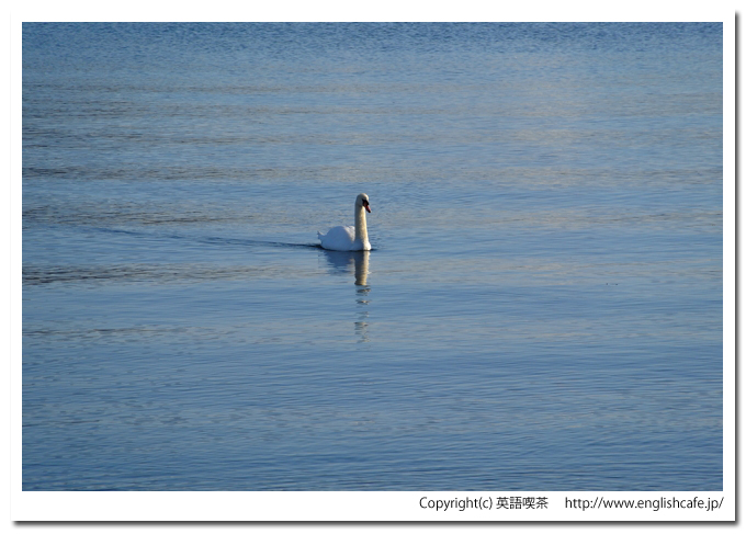 浮見堂公園、湖面を泳ぐ白鳥（北海道洞爺湖町）