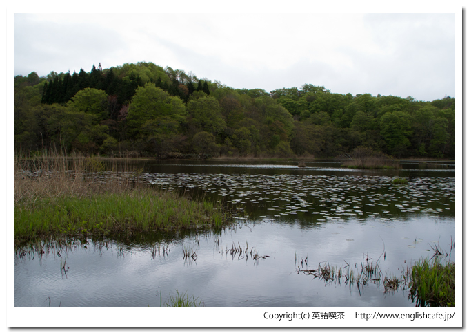 うぐい沼の湖面（北海道久遠郡せたな町）