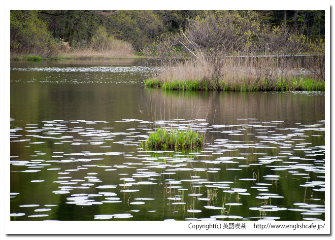 うぐい沼の浮き草（北海道久遠郡せたな町）