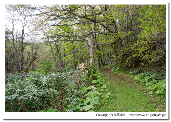 うぐい沼の散策路入口（北海道久遠郡せたな町）