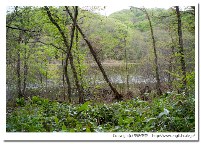 うぐい沼の湖面を見ながら（北海道久遠郡せたな町）