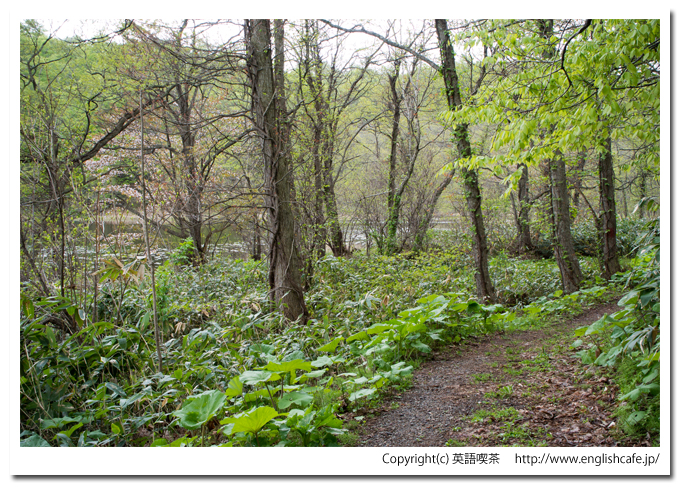 うぐい沼の散策路をさらに進む（北海道久遠郡せたな町）