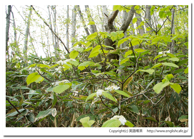 うぐい沼の散策路に咲く小さな花（北海道久遠郡せたな町）