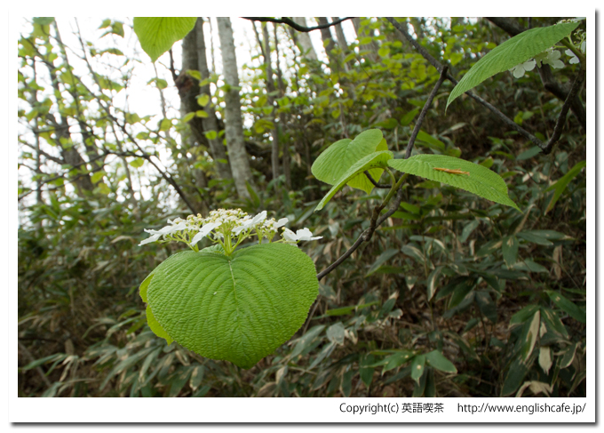 うぐい沼の散策路に咲く小さな花をアップで（北海道久遠郡せたな町）