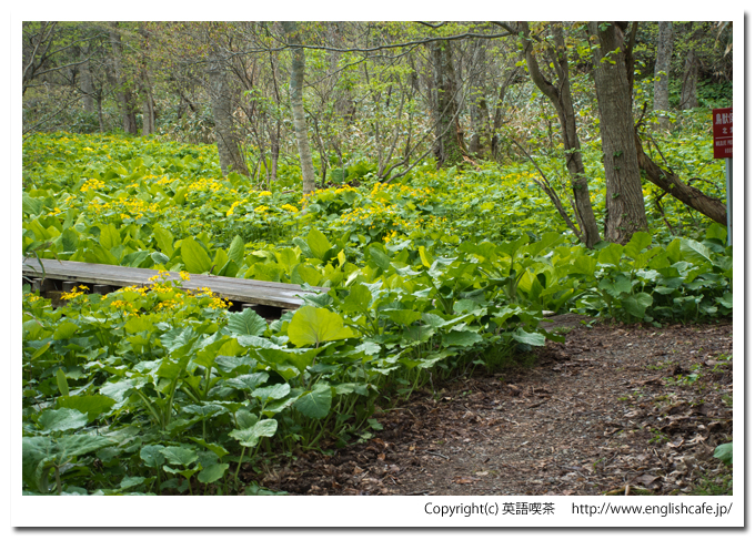 うぐい沼の散策路の木道（北海道久遠郡せたな町）