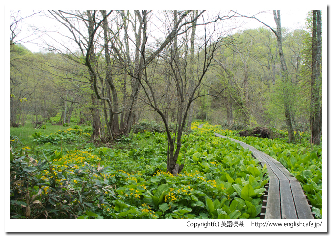 うぐい沼散策路の木道を歩きます（北海道久遠郡せたな町）