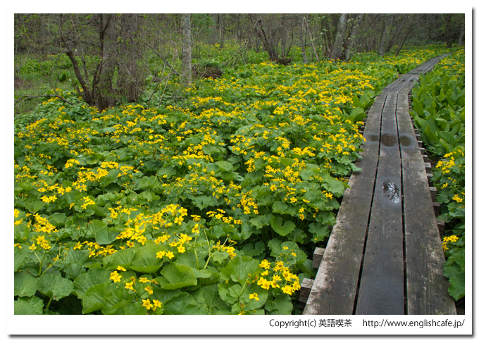 うぐい沼散策路の木道を囲む花々（北海道久遠郡せたな町）