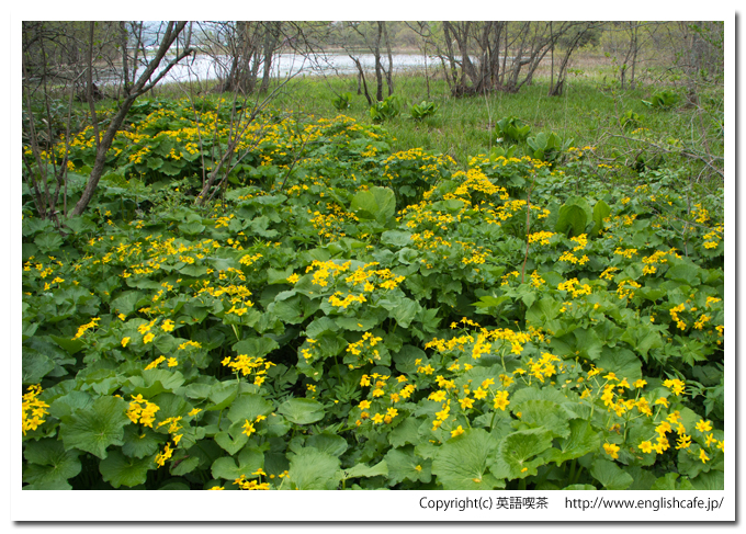 うぐい沼散策路の木道を囲む花々と湖面（北海道久遠郡せたな町）