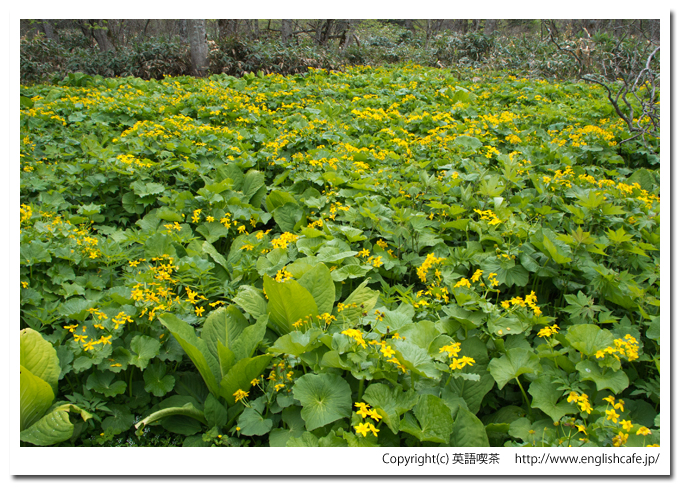 うぐい沼散策路の木道を囲む反対側の花々（北海道久遠郡せたな町）