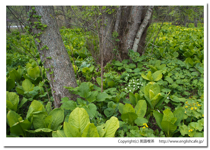 うぐい沼散策路の小さな白い花（北海道久遠郡せたな町）