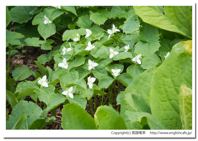 うぐい沼散策路の小さな白い花をアップで（北海道久遠郡せたな町）