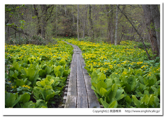 うぐい沼散策路の木道をさらに進みます（北海道久遠郡せたな町）