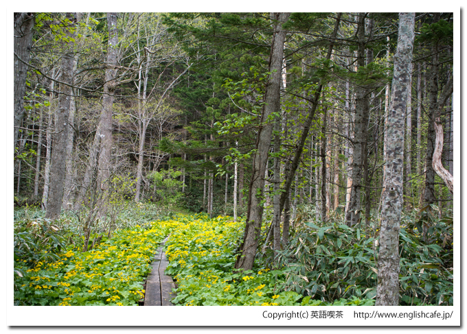 うぐい沼散策路の２つめの木道を進みます（北海道久遠郡せたな町）