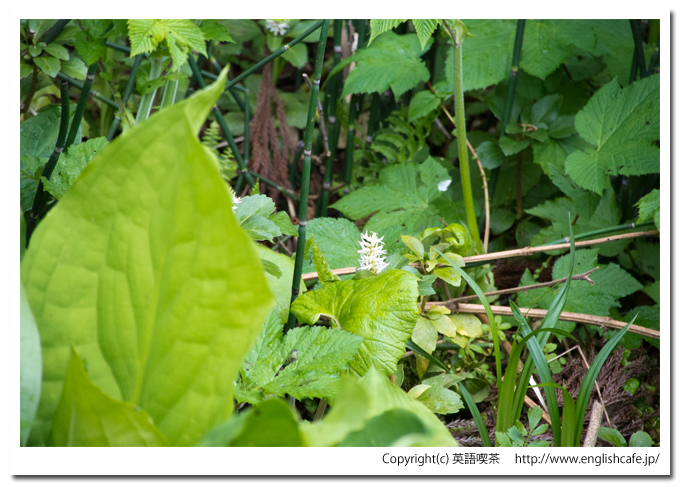 うぐい沼散策路の２つめの木道と白いかわった花（北海道久遠郡せたな町）