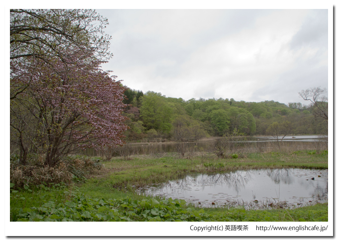 うぐい沼散策路のゴール地点（北海道久遠郡せたな町）