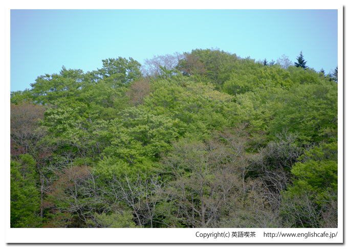 矢別ダムの林道橋から新緑（北海道函館市）