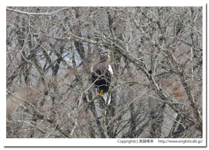 遊楽部川とワシたち、別の場所で休んでいる、オオワシ（北海道八雲町）