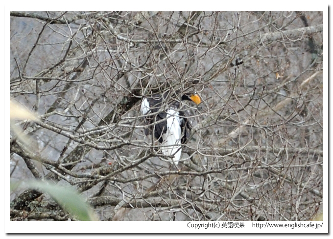 遊楽部川とワシたち、ちょっと動いているオオワシ（北海道八雲町）