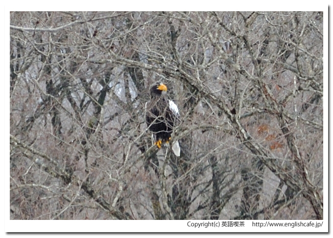 遊楽部川とワシたち、こちらがわをむいたオオワシ（北海道八雲町）