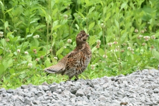 エゾライチョウ（２）（雌）