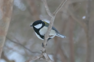 シジュウカラ（２）