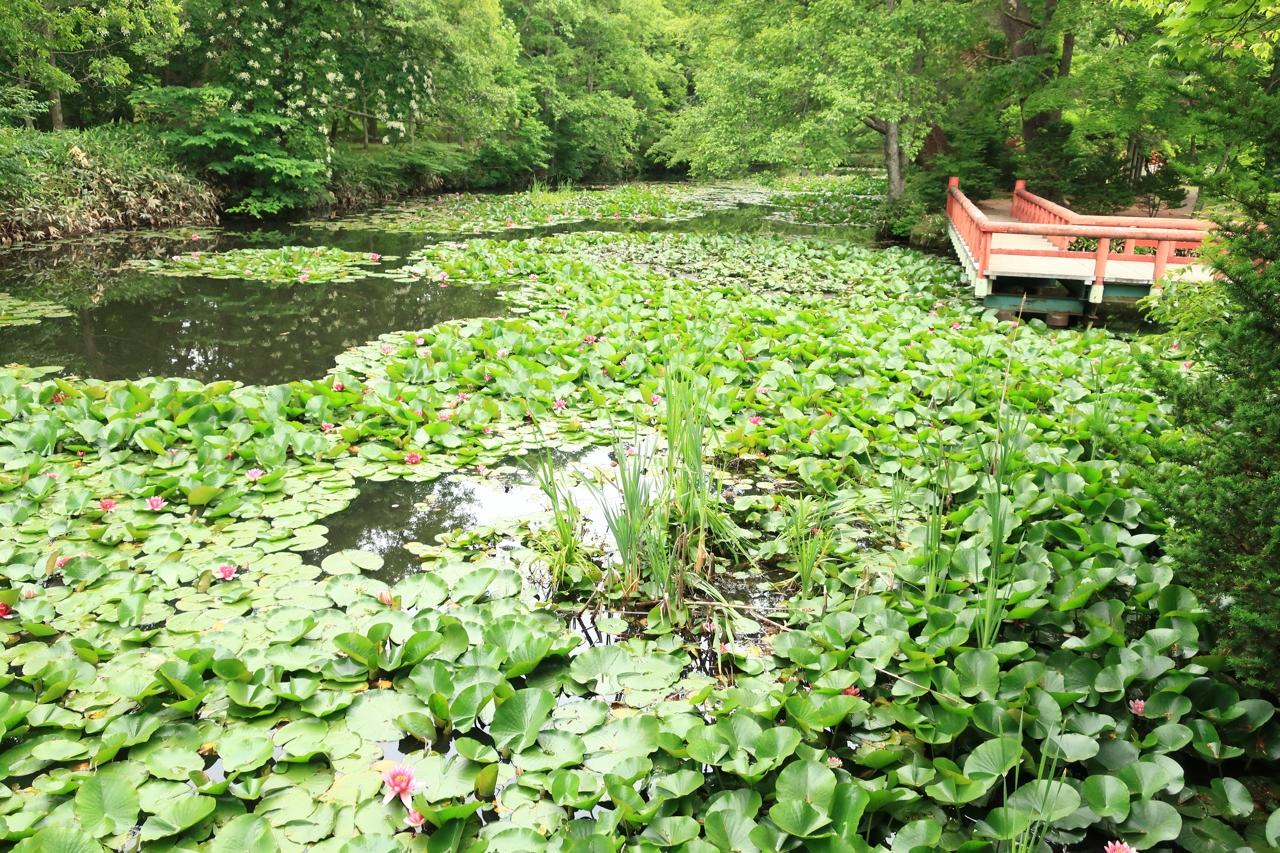 八郎沼のスイレン（北海道北斗市）