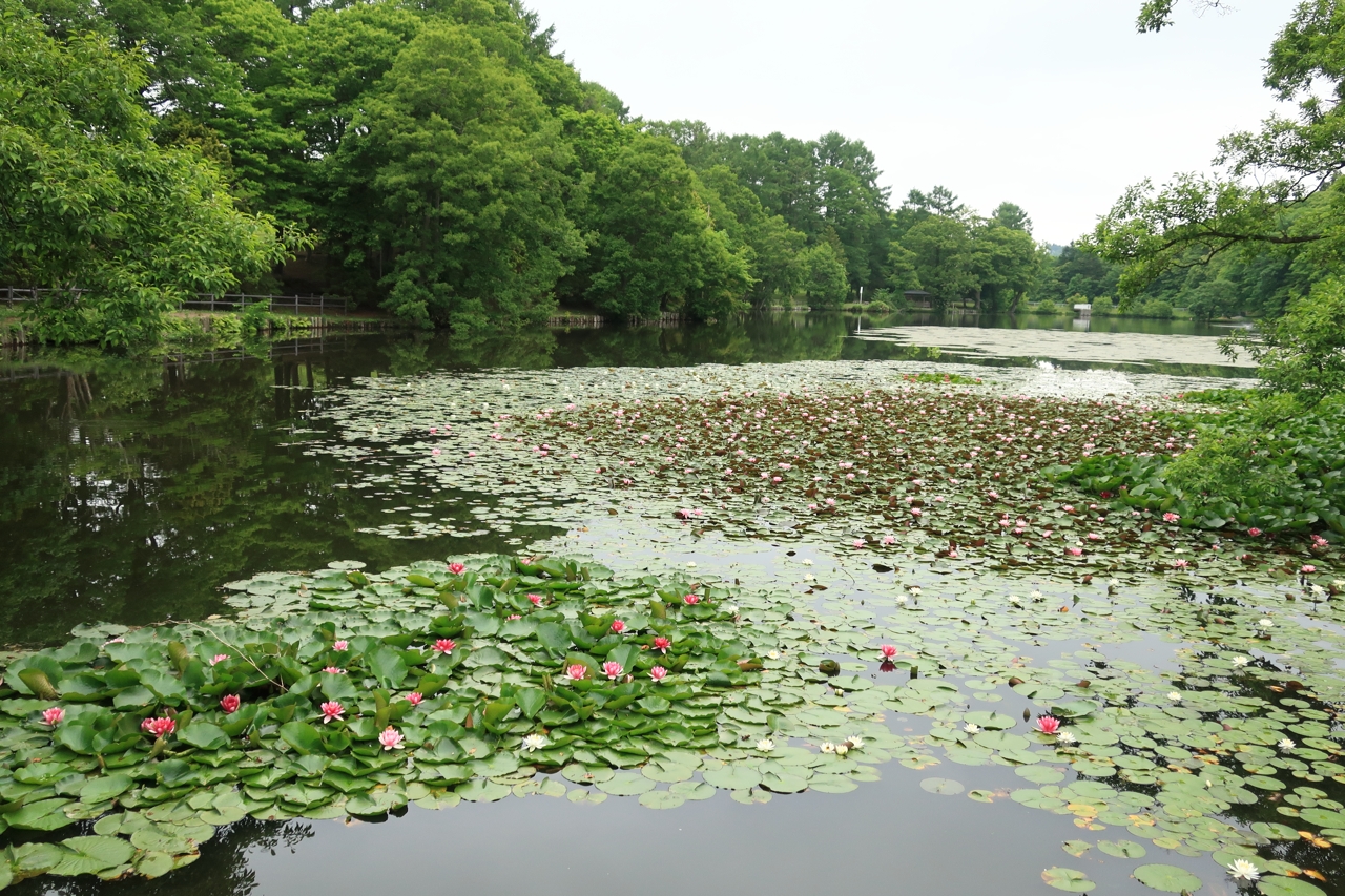 八郎沼のスイレン（北海道北斗市）