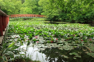 八郎沼公園のスイレン（北海道北斗市）