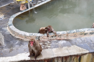 熱帯植物園のサル山温泉