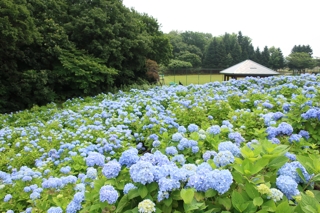 市民の森（アジサイ園）