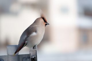 野鳥・小動物